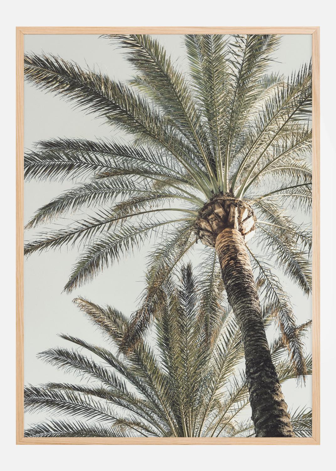 Product Image for Palm 005 Poster (21x29.7 cm (A4))
