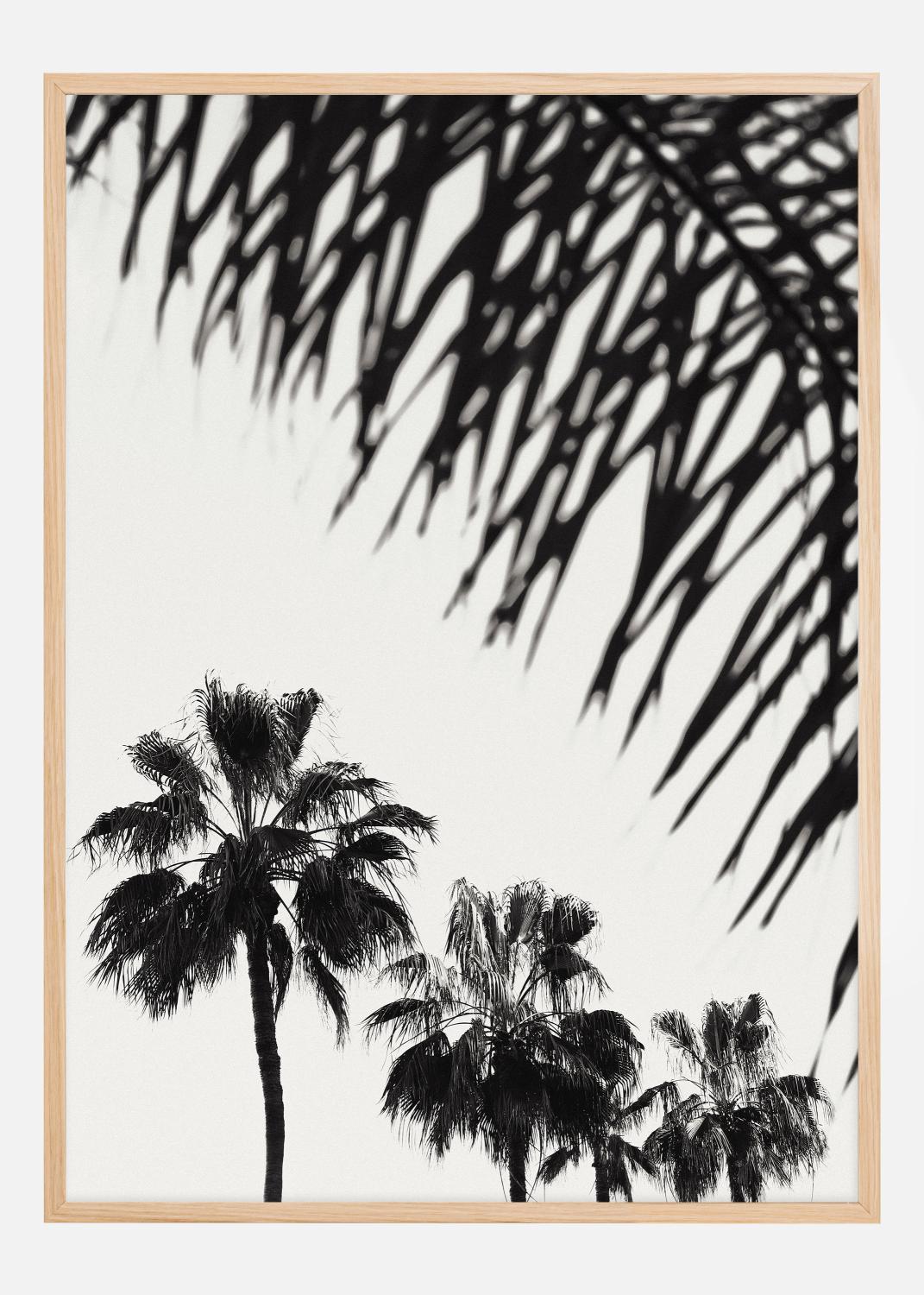 Product Image for Palm 006 Poster (21x29.7 cm (A4))