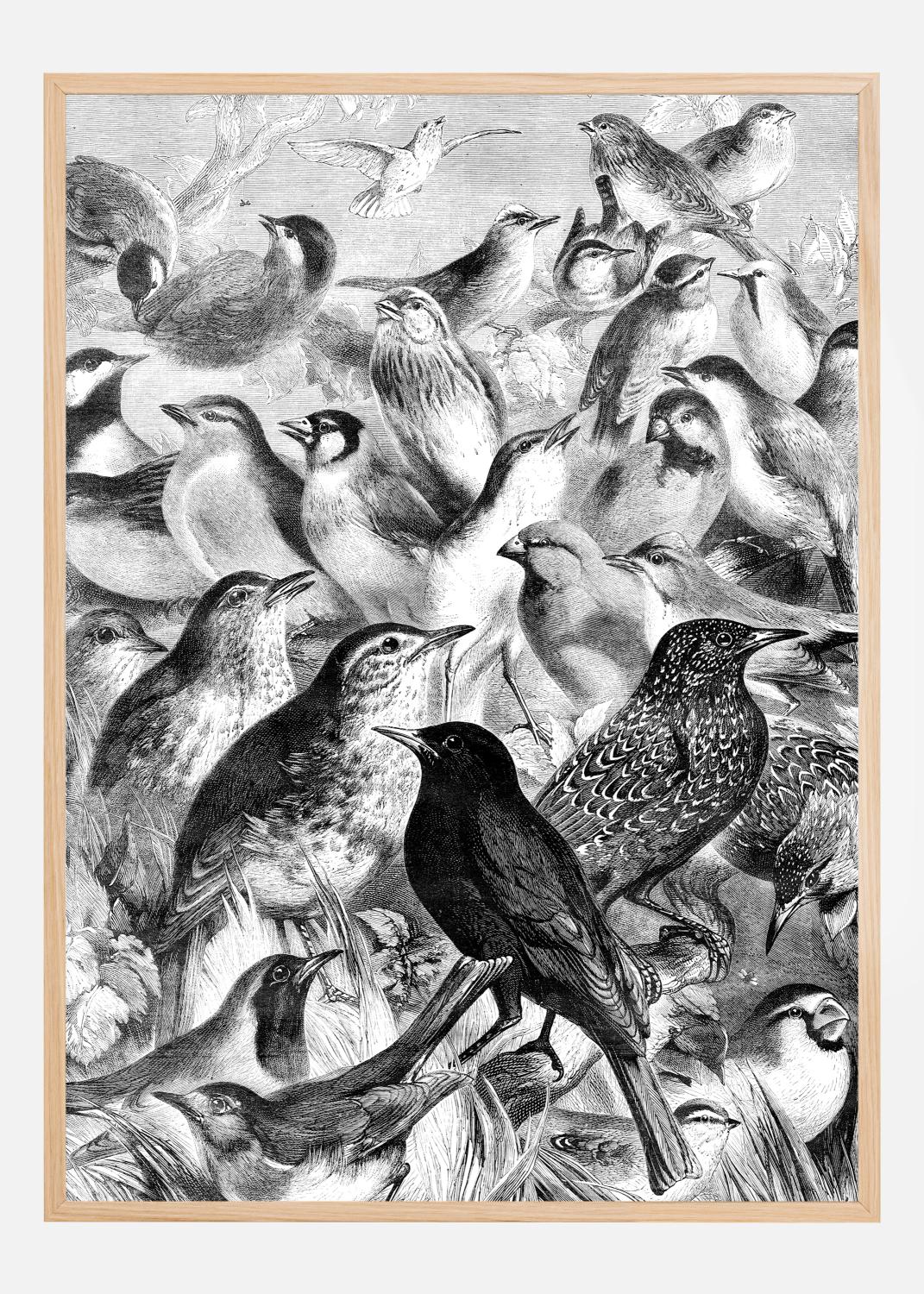 Product Image for Birds Poster (50x70 cm)