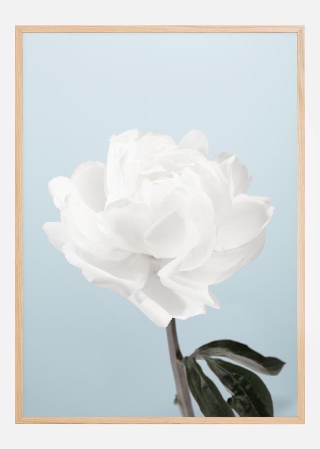 Bildverkstad Peony Poster