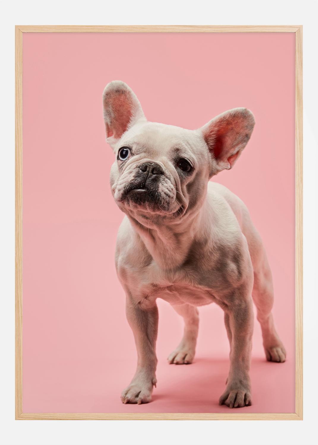 Product Image for French bulldog puppy Poster (21x29.7 cm (A4))