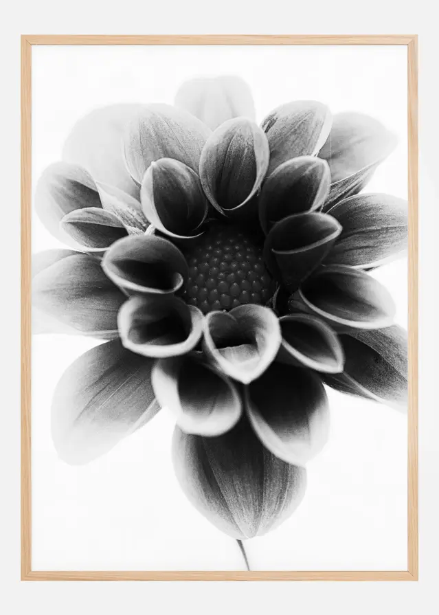 Bildverkstad Dahlia Poster