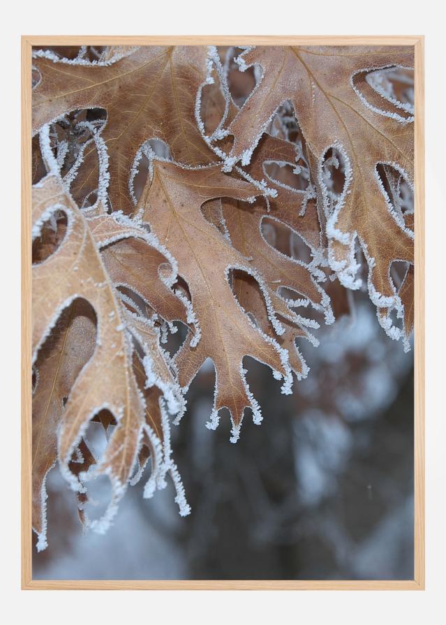 Bildverkstad Frosty Leafs Poster