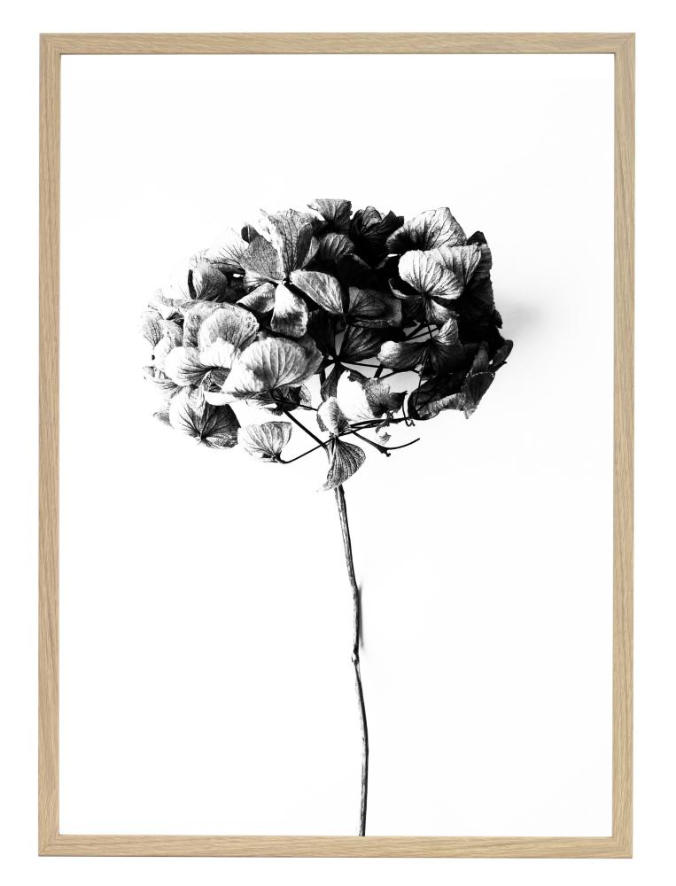 One Must Dash One Must Dash - Honey Honey - 50x70 cm Poster