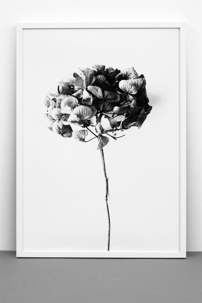 One Must Dash One Must Dash - Honey Honey - 50x70 cm Poster