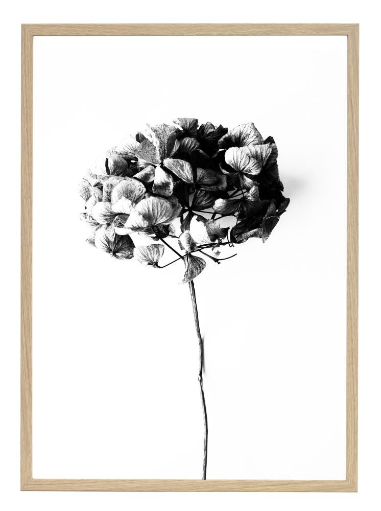 One Must Dash One Must Dash - Honey Honey - 50x70 cm Poster