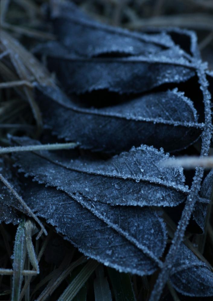 One Must Dash One Must Dash - Frost - 30x40 cm Poster