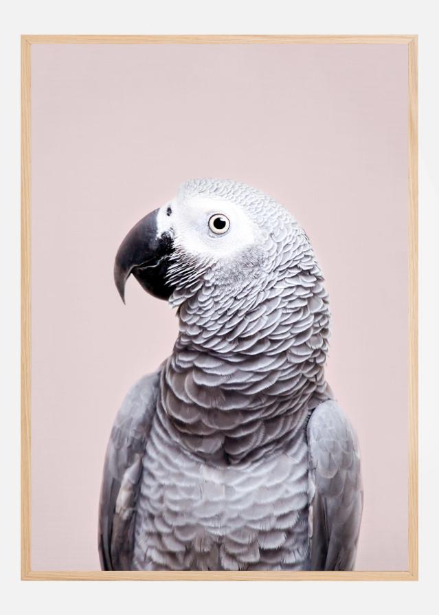 Bildverkstad African Grey Poster