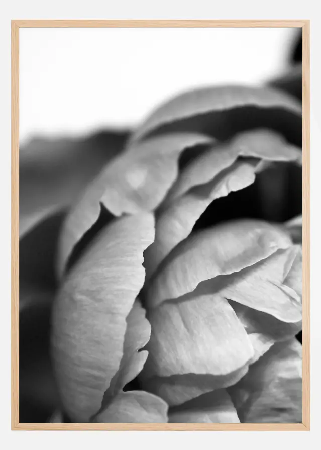 Bildverkstad Peony B&W Poster