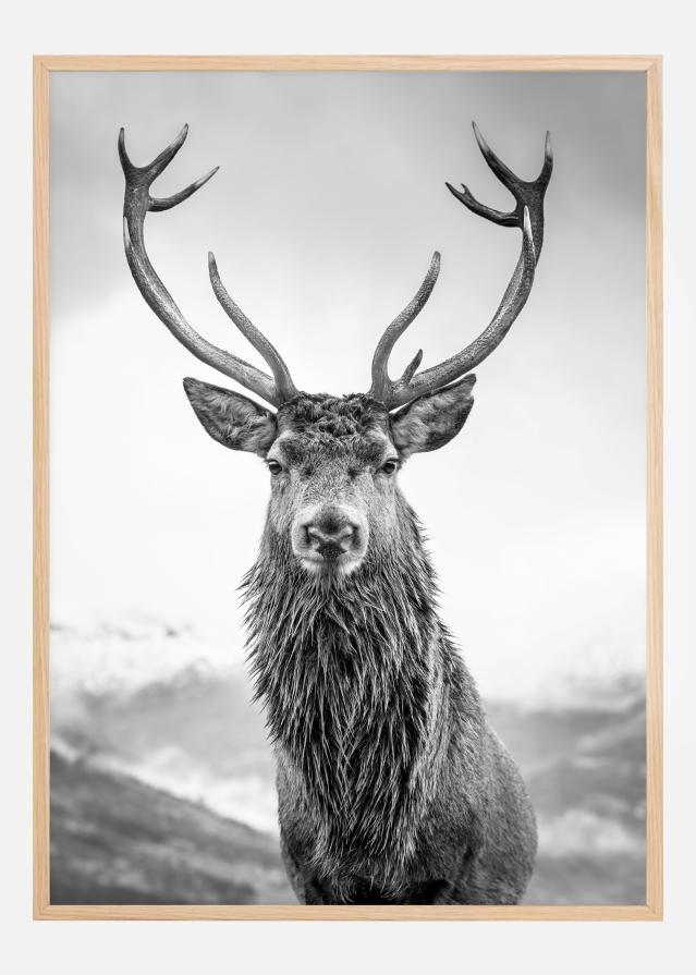 Bildverkstad Curious Deer Poster