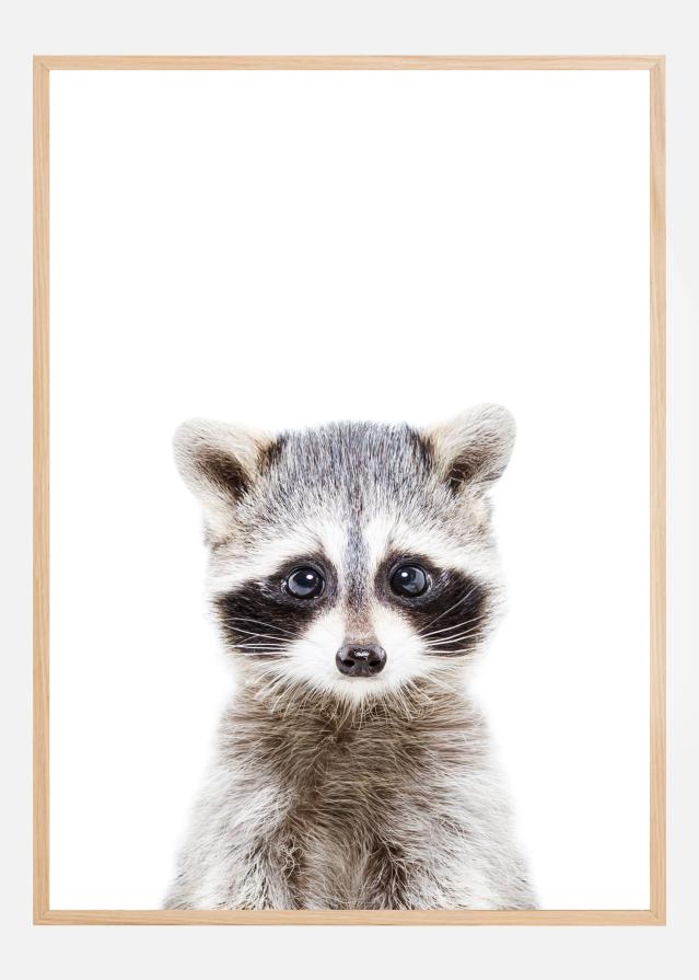 Bildverkstad Baby Racoon Poster