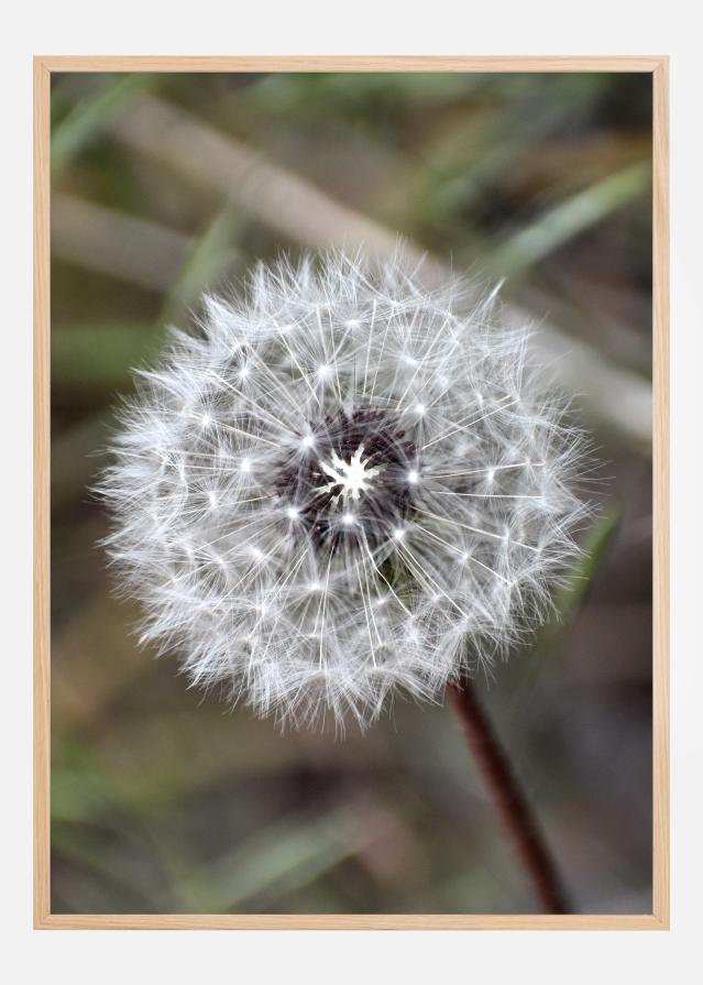 Bildverkstad Dandelion Poster