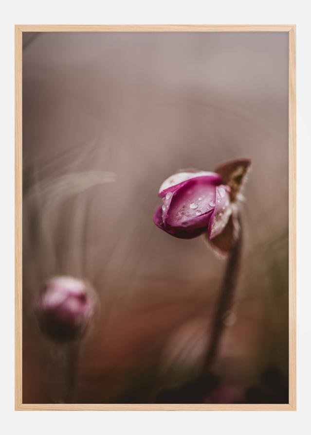 Bildverkstad Two flower buds Poster