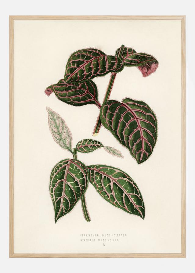 Bildverkstad Plectranthus Scutellarioides Poster