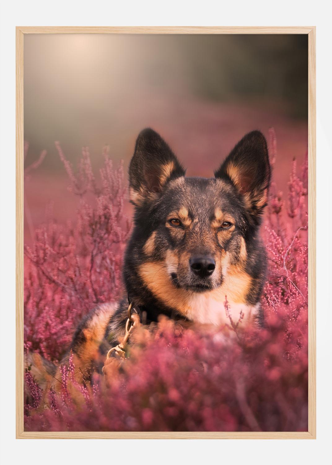 Product Image for Hello Dog Poster (30x40 cm)