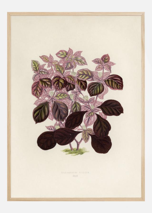 Bildverkstad Plectranthus Scutellarioides II Poster