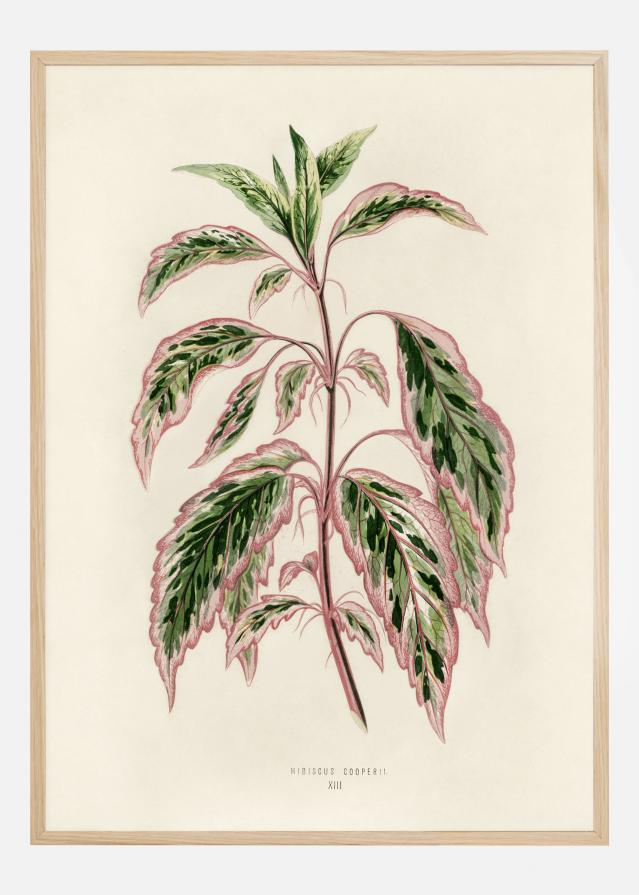 Bildverkstad Plectranthus Scutellarioides III Poster