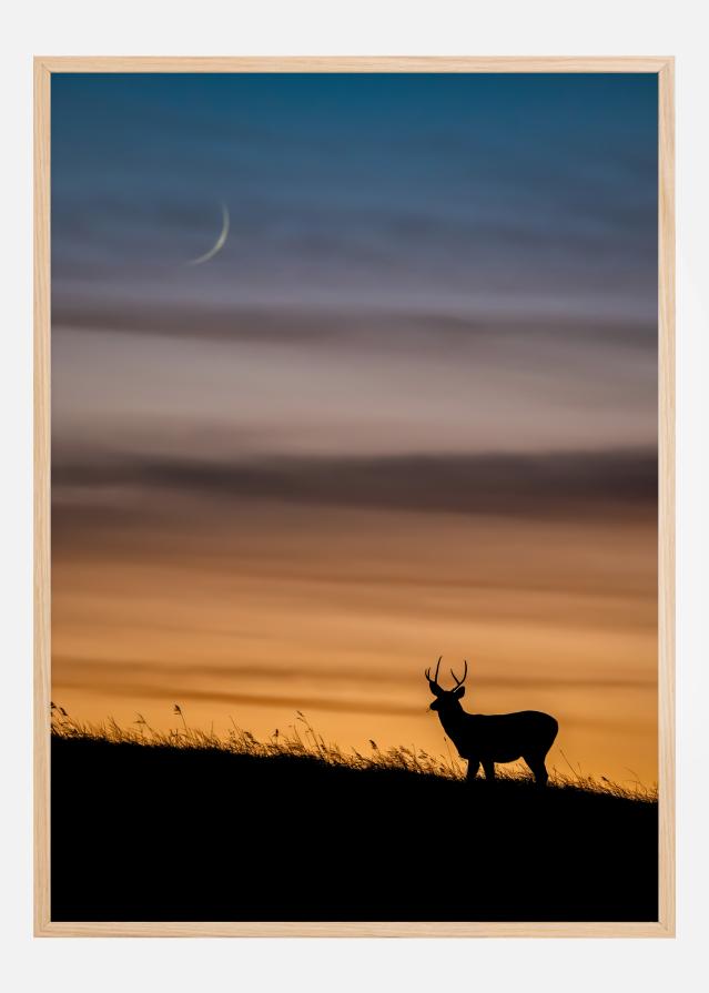 Bildverkstad Deer In Sunset Poster