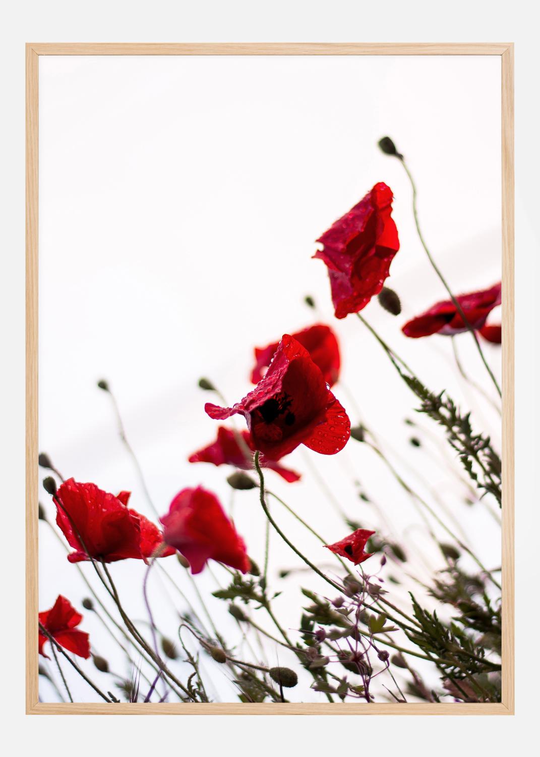 Product Image for Poppy Poster (30x40 cm)