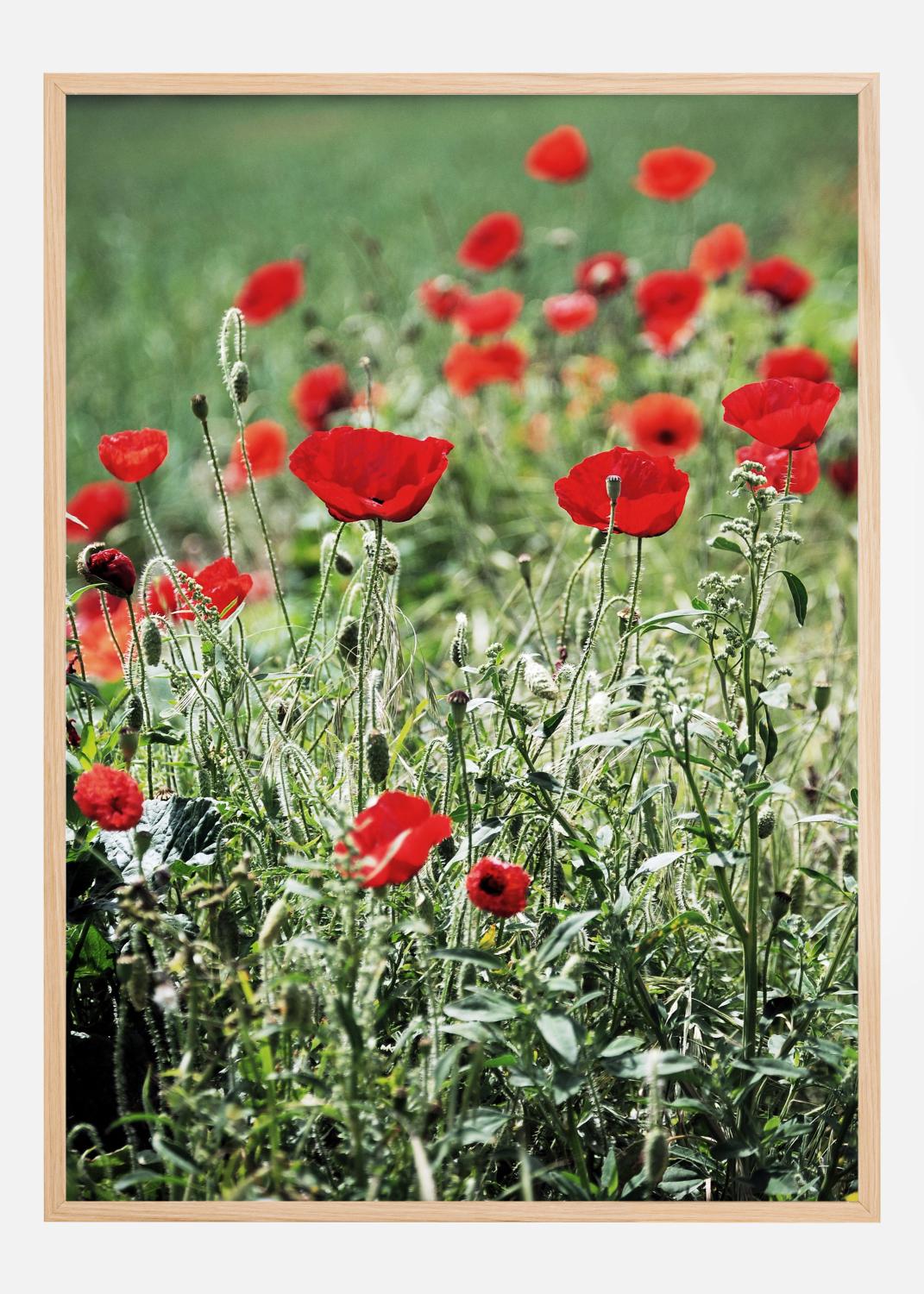 Product Image for Poppy Fields Poster (30x40 cm)