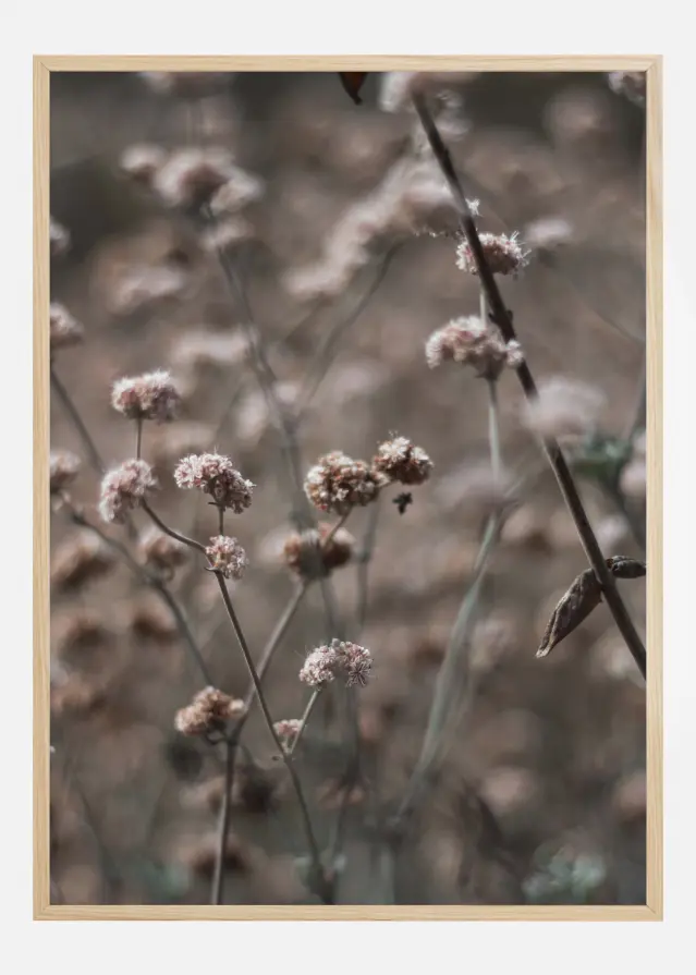 Bildverkstad Bridal Veil Flower Poster