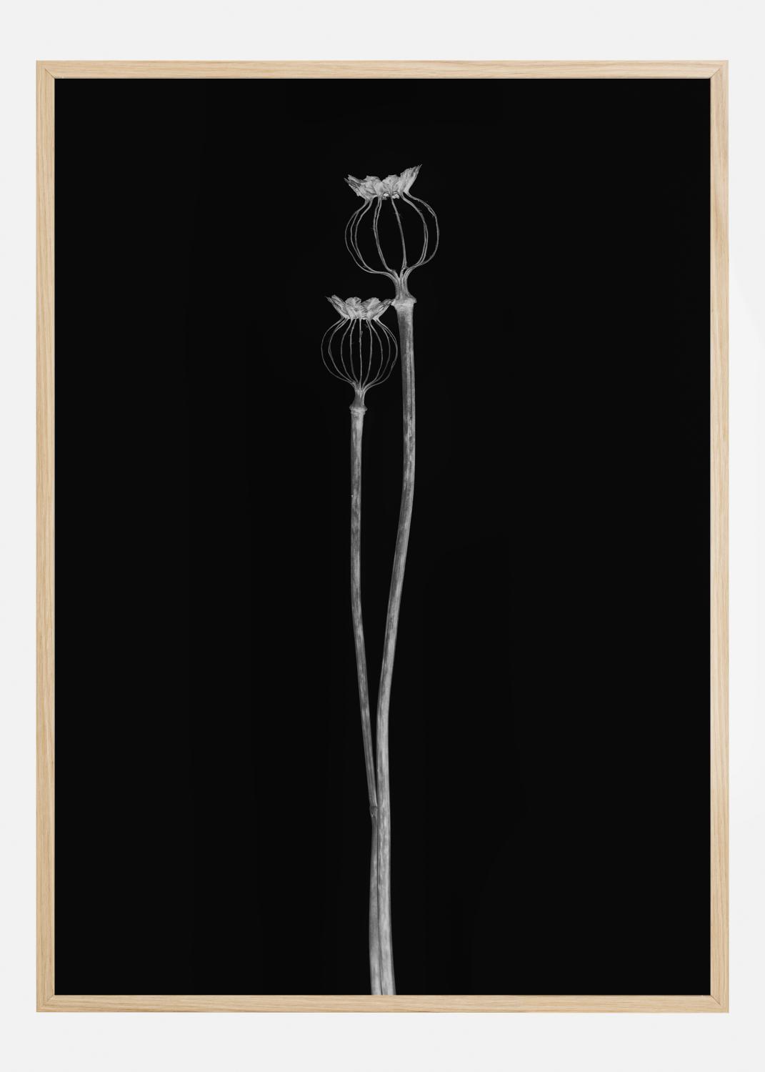 Product Image for Poppy Pods Poster (30x40 cm)