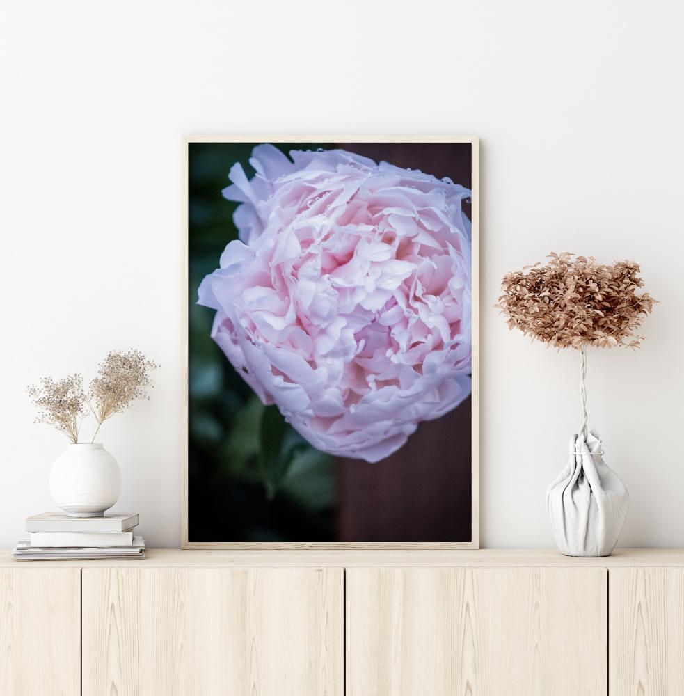 Bildverkstad Peony I Poster